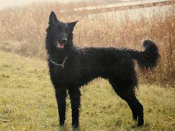 Sil op 1-jarige leeftijd