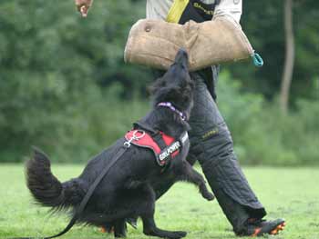 Kalish tijdens IPO-training