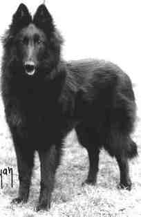 Litchi du Cr�puscules des Loups