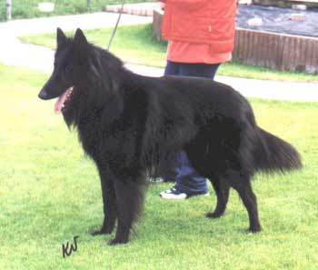 O'rick de la Douce Plaine