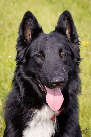 Lasse, 2,5 jaar oud