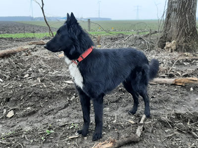 Lasse, 2 jaar oud