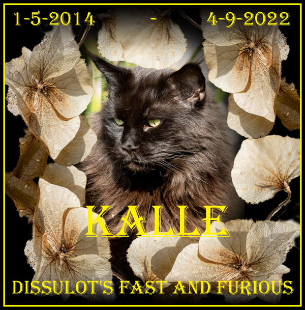 Kalle, slechts 8 jaar oud